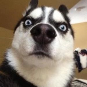 Meet your Posher, Donkeychainz123